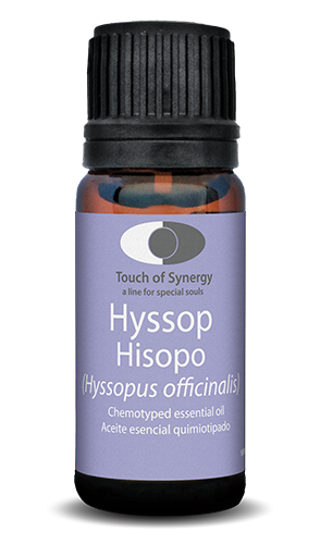 Hisopo - Hyssop - Hyssopus officinalis hisopo-hyssop-hyssopus-officinalis-touch-of-synergy