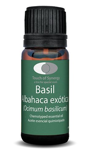 Albahaca exótica - Basil - Ocimum basilicum Albahaca-exótica-Basil-Ocimum-basilicum