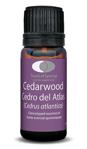Cedro del atlas - Cedrus atlantica - Cedarwood atlas cedro-de-atlas-cedarwood-cedrus-atlantica