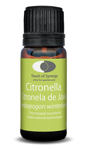 Citronela de java - Cymbopogon winterianus - Citronella citronela-de-java-citronella-cymbopogon-winterianus