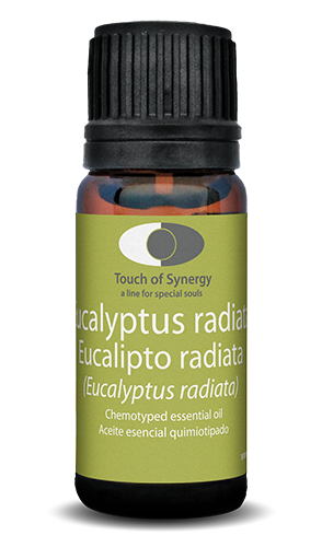 Eucalipto radiata - Eucalyptus radiata - Eucalyptus radiata eucalipto-radiata-eucalyptus-radiata-touch-of-synergy