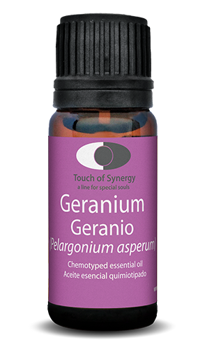 Geranio de Egipto - Geranium - Pelargonium asperum geranio-de-egipto-geranium-pelargonium-asperum-touch-of-synergy